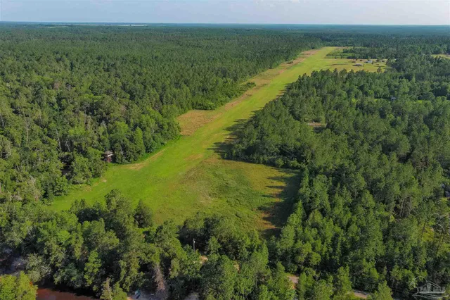 a view of a lush green forest with lots of trees