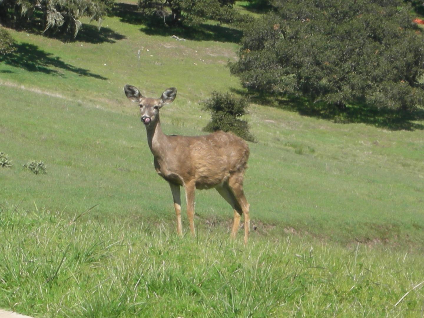 8120 Manjares Road Monterey, CA 93940 - Photo 37 of 38 Gallery Image 37