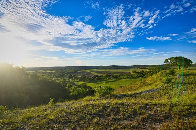 a view of a yard with a large trees