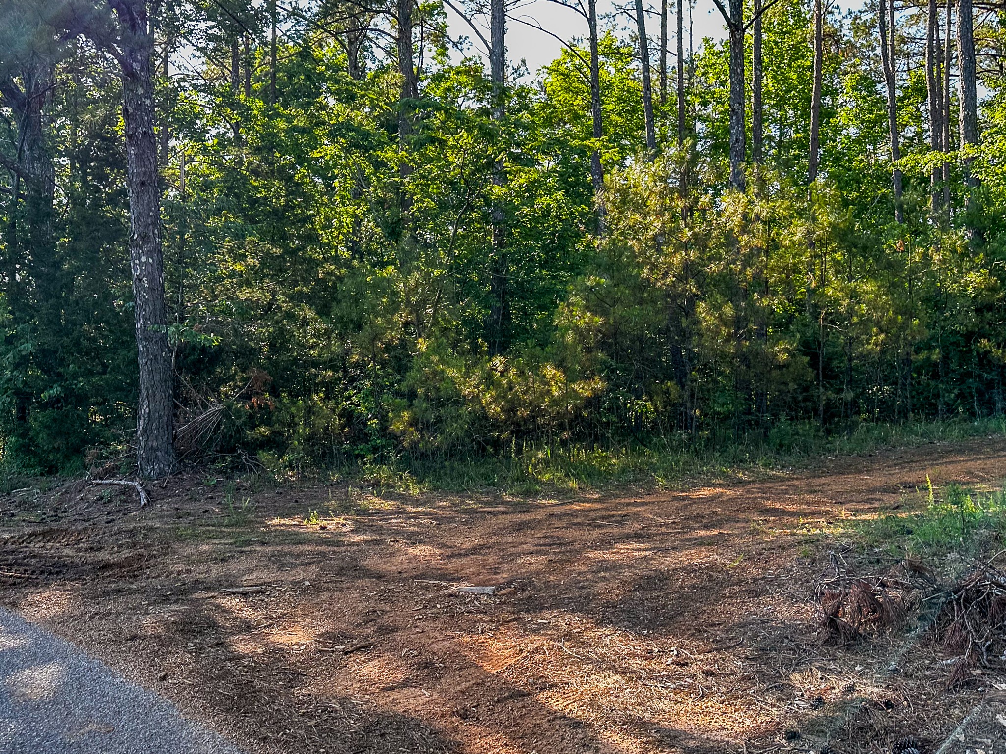 0 Post Road Michie, TN 38357 - Photo 8 of 12 a view of a field with plants and trees