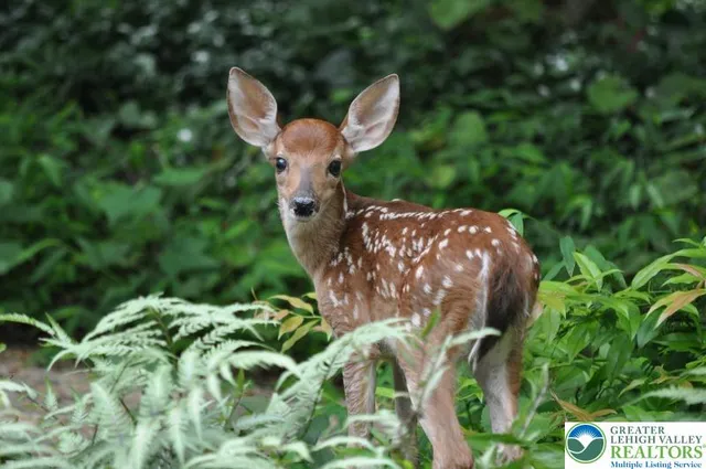 a view of a yard in a garden