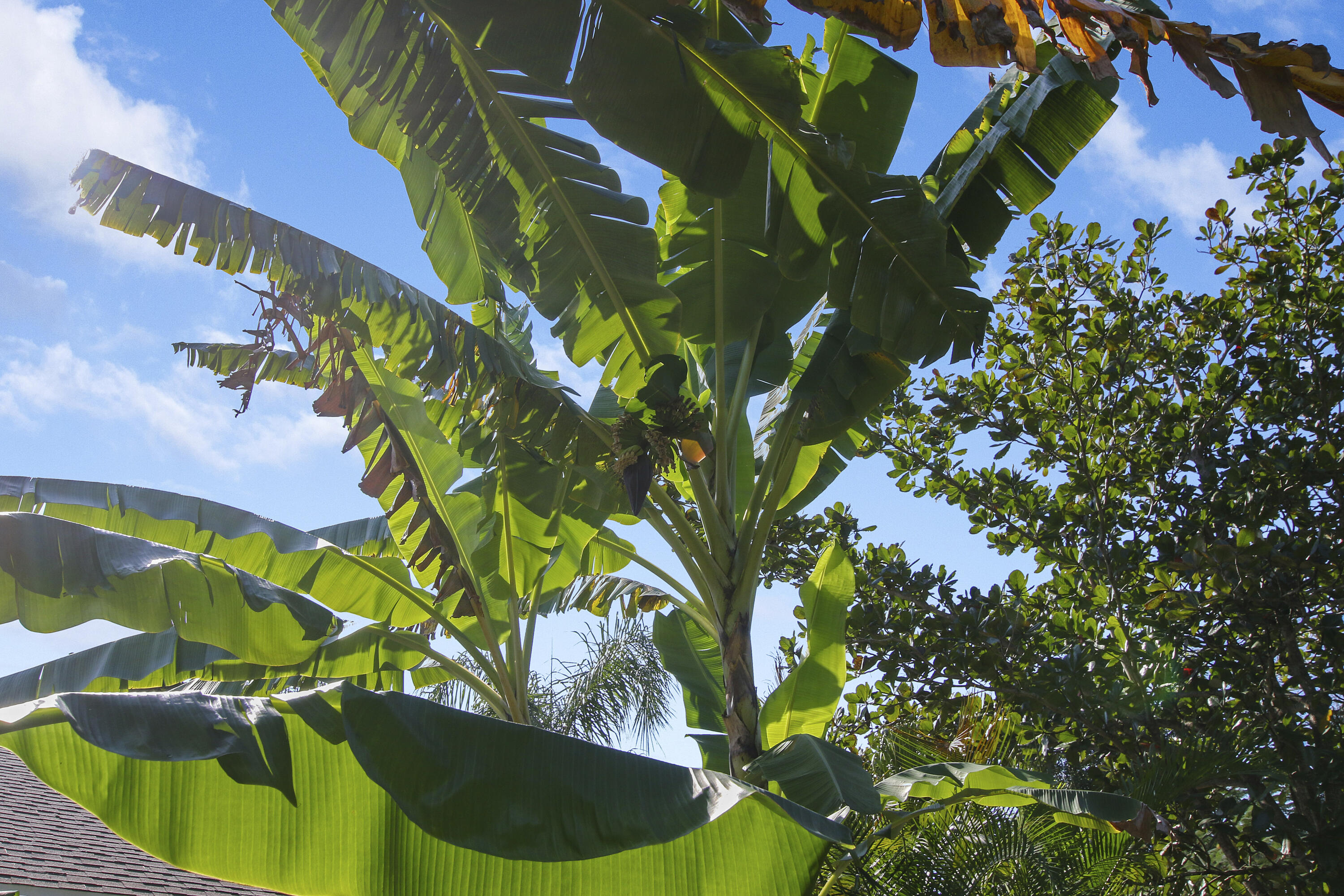13431 153rd Road North Jupiter, FL 33478 - Photo 27 of 44 a view of a plant