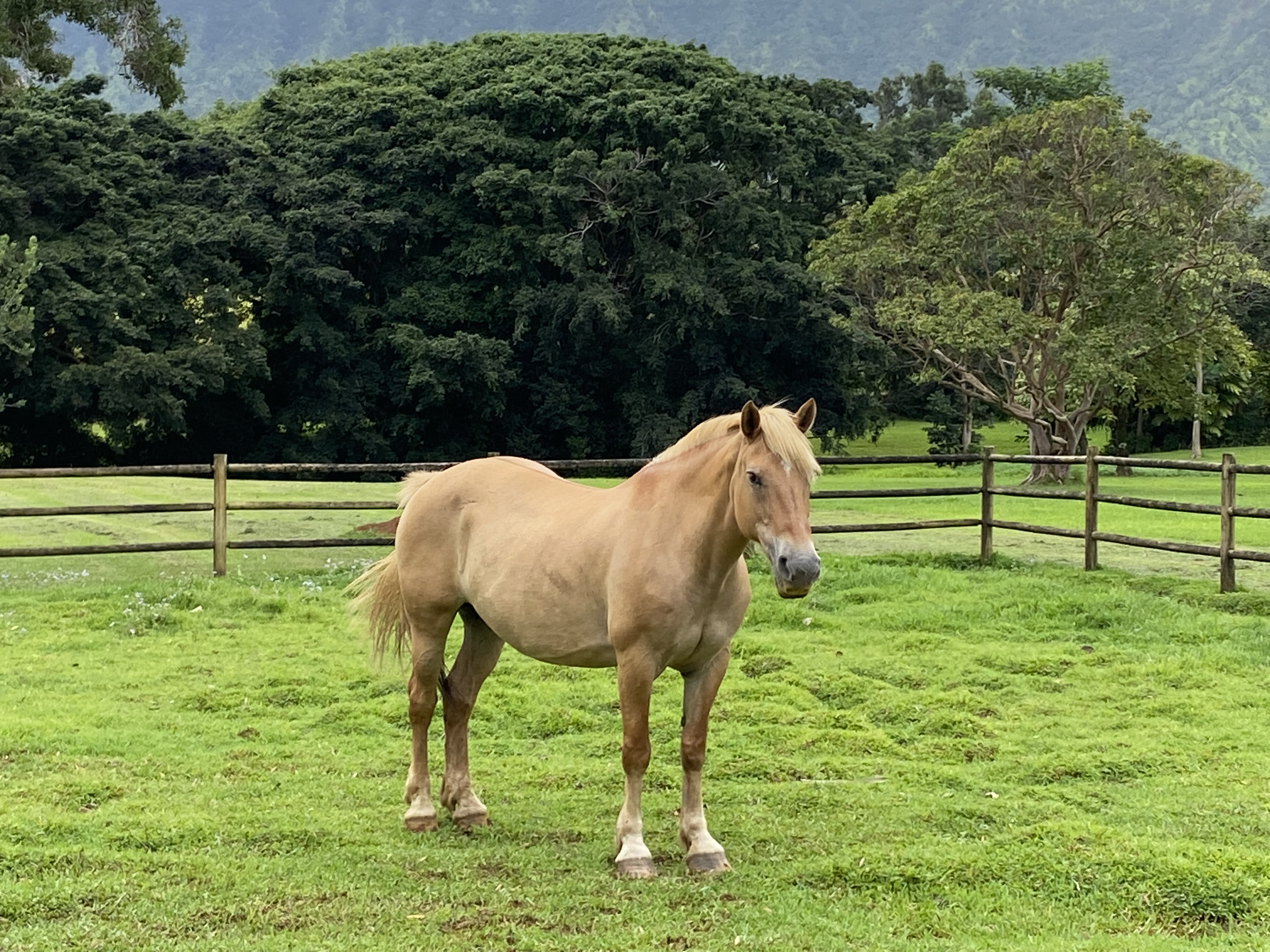 2818 Kamookoa Road, Unit 1 Kilauea, HI 96754 - Photo 18 of 30