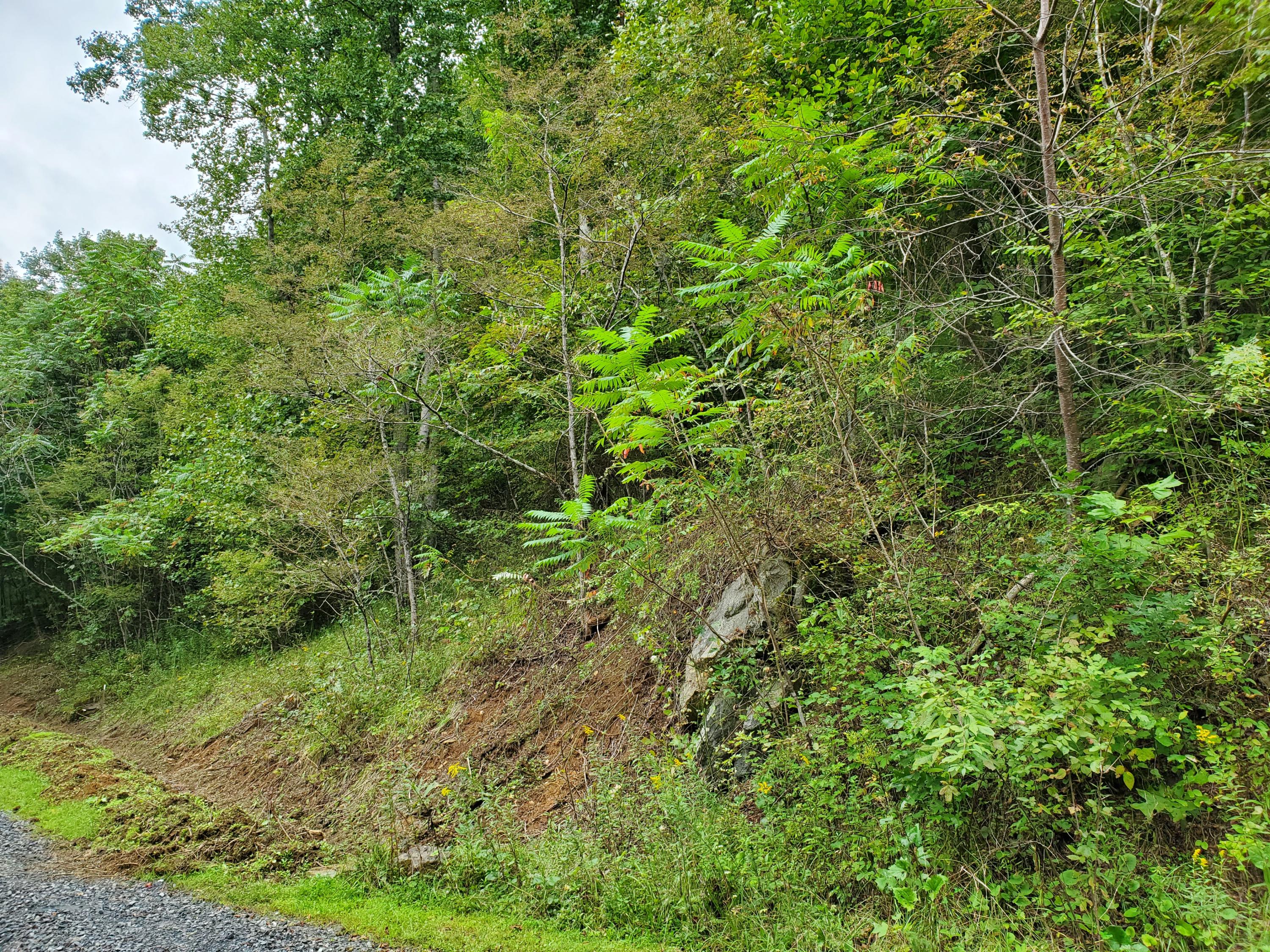 Tbd Eagle Ridge Road, Unit 16 Roan Mountain, TN 37687 - Photo 3 of 8 20200919_124054