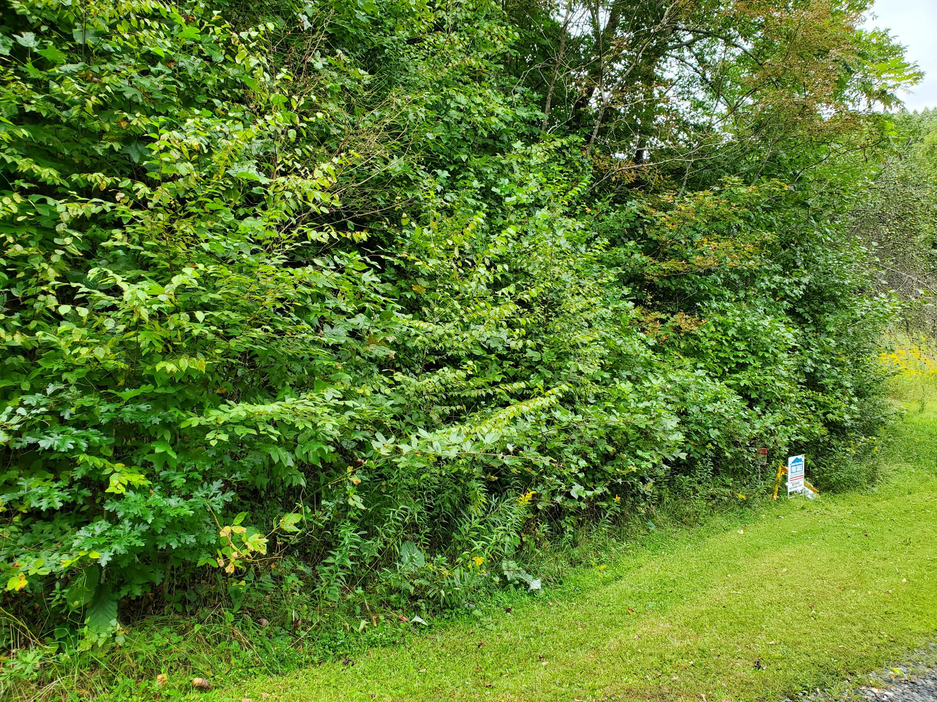 Tbd Eagle Ridge Road, Unit 16 Roan Mountain, TN 37687 - Photo 6 of 8 20200919_124023