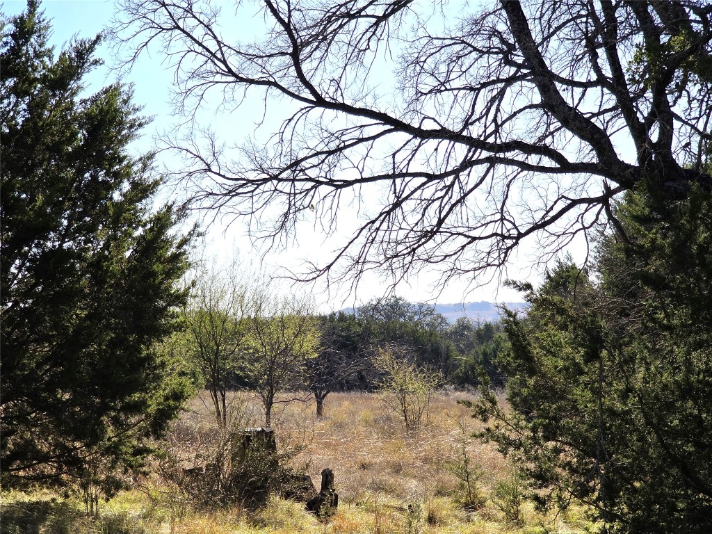 4218 Private Road 4218 Road Evant, TX 76525 - Photo 13 of 30 a view of a forest with a tree