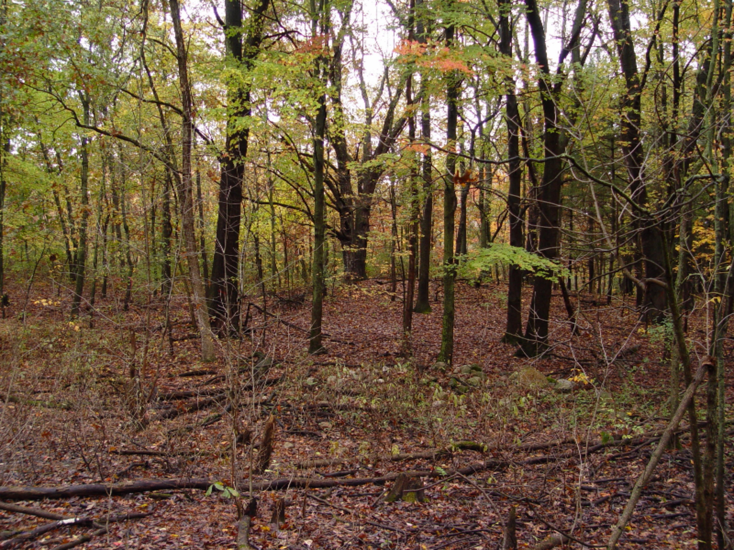 2275 Buehler Road Hastings, MI 49058 - Photo 1 of 8 DSC01539