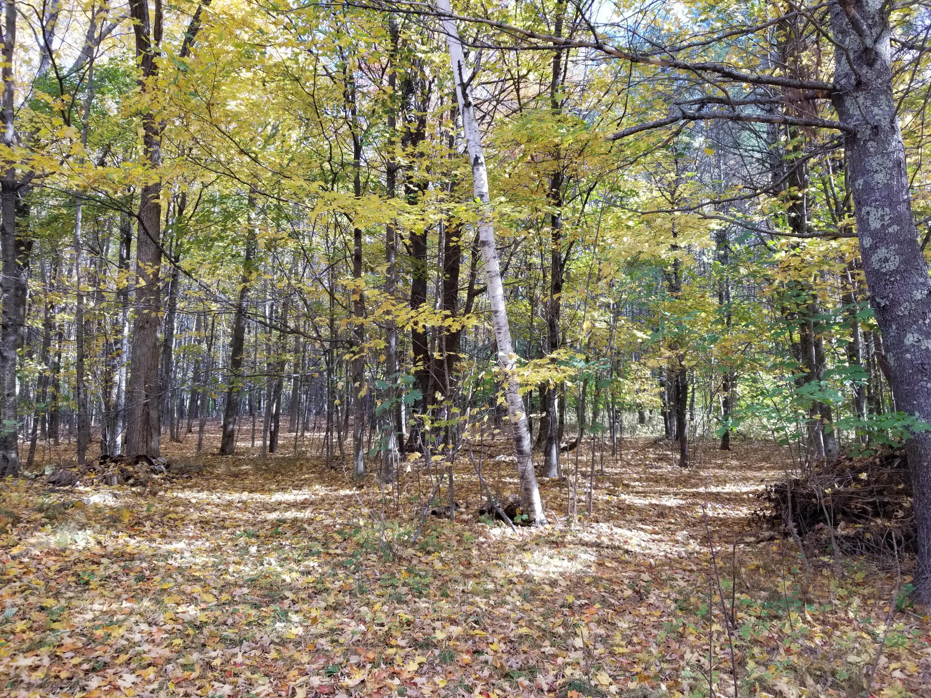 110 Christian Ridge Road South Paris, ME 04281 - Photo 60 of 69 Forest