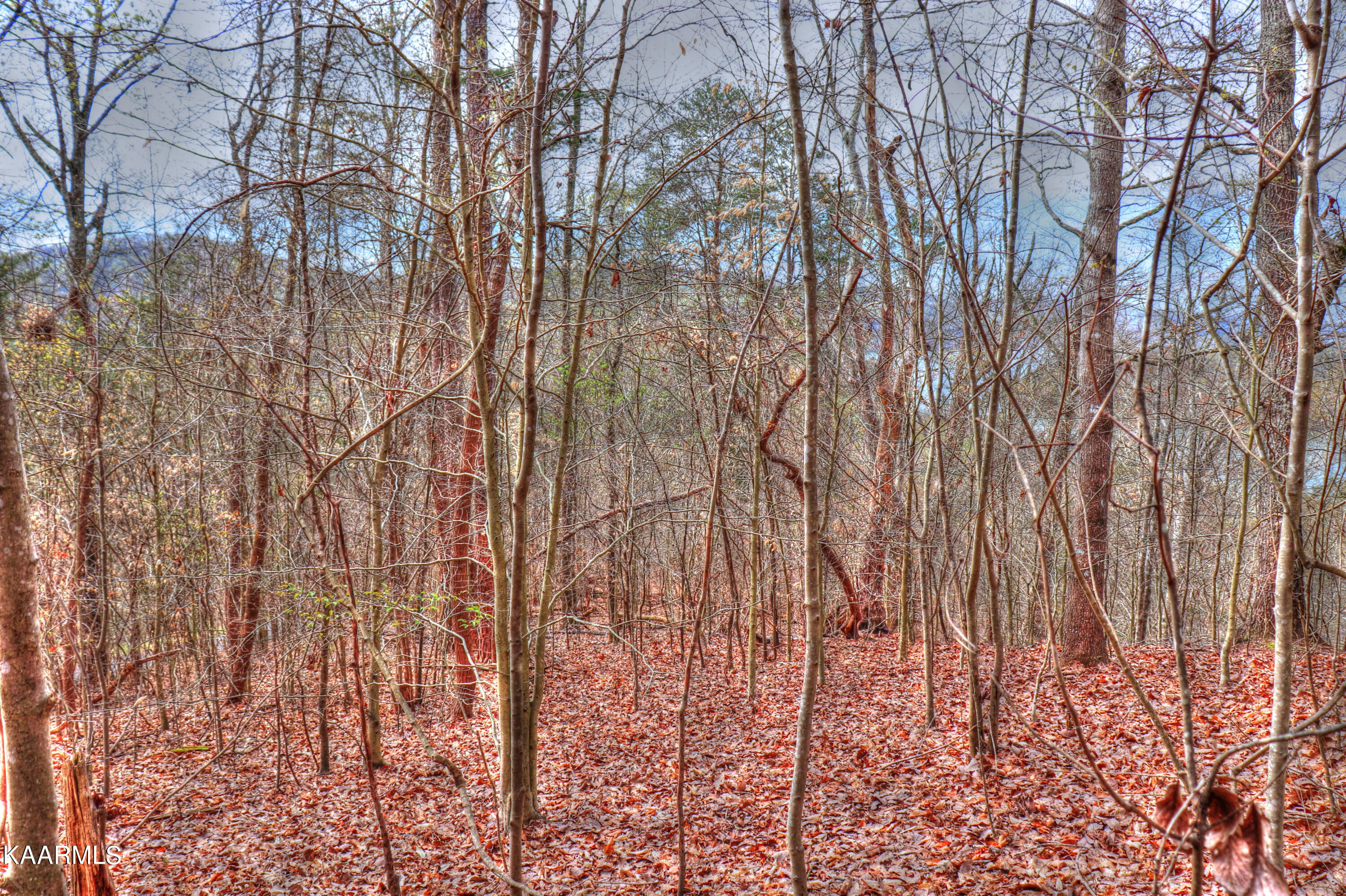 Lot 76 Grandpas Ridge Sharps Chapel, TN 37866 - Photo 11 of 23 Several building sites