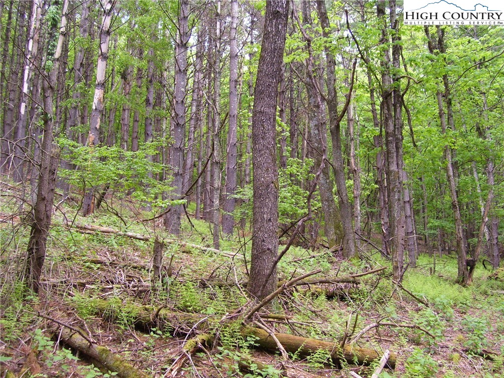 Calhoun Road West Jefferson, NC 28694 - Photo 1 of 3 Gallery Image 1