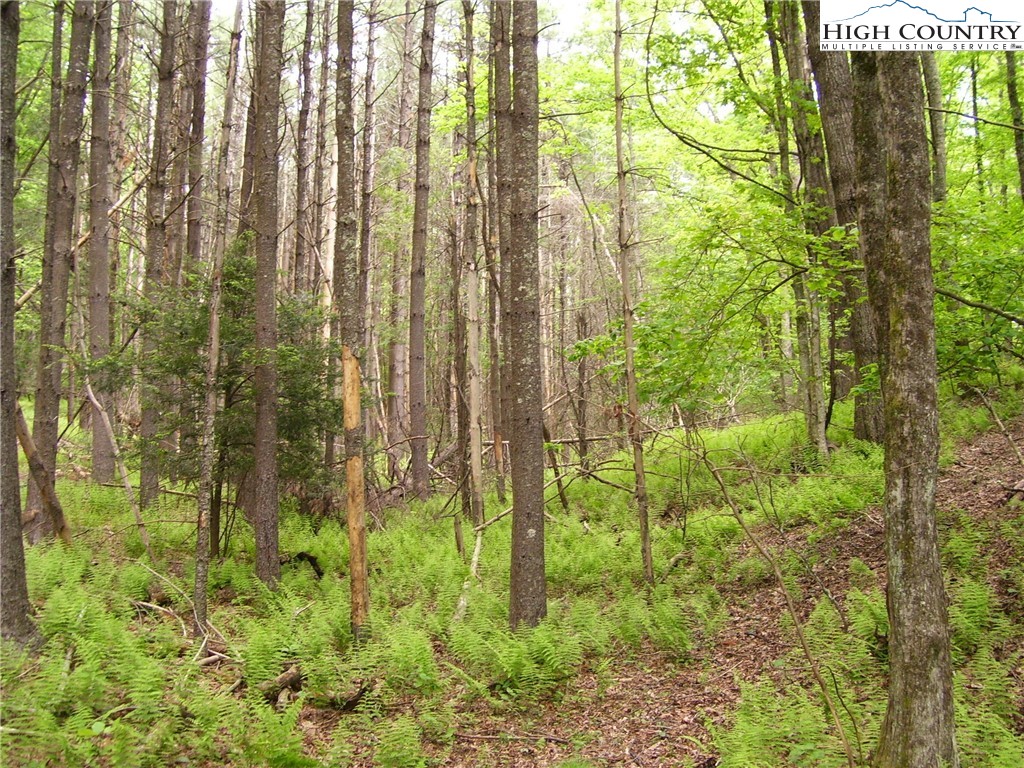 Calhoun Road West Jefferson, NC 28694 - Photo 2 of 3 Gallery Image 2
