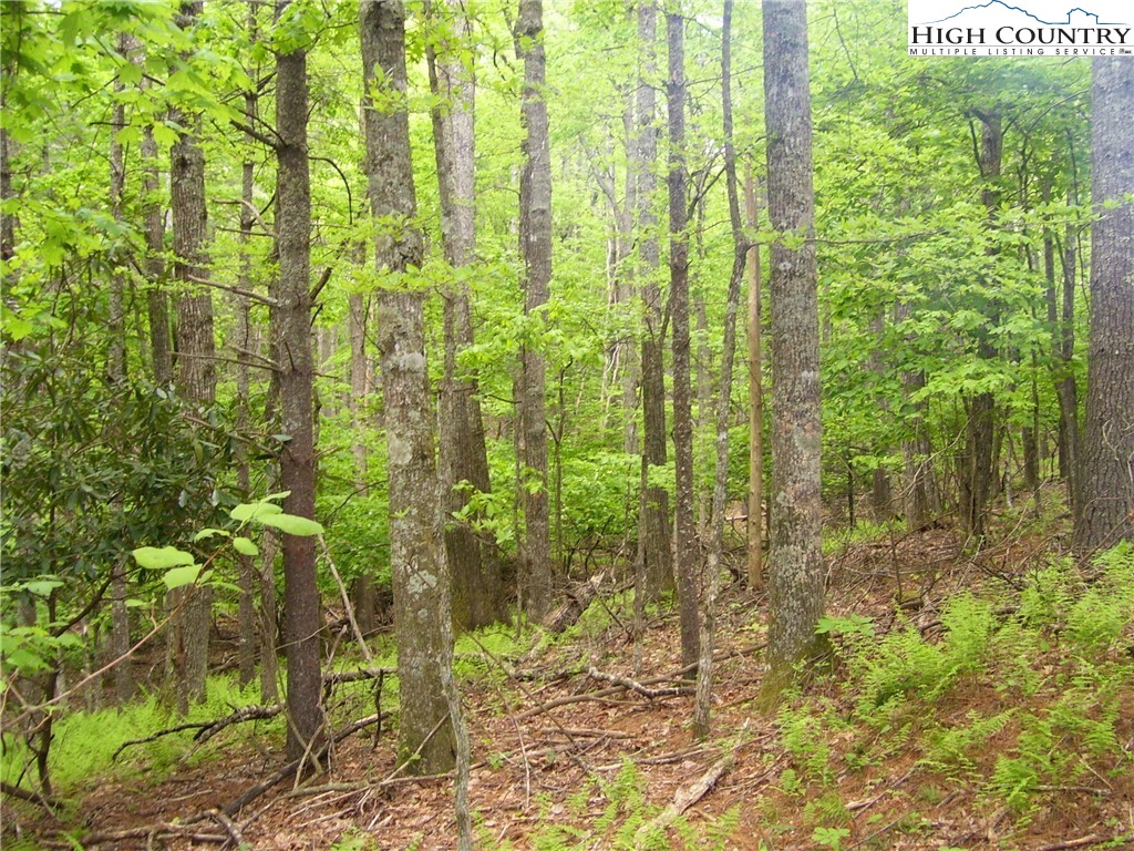 Calhoun Road West Jefferson, NC 28694 - Photo 3 of 3 Gallery Image 3