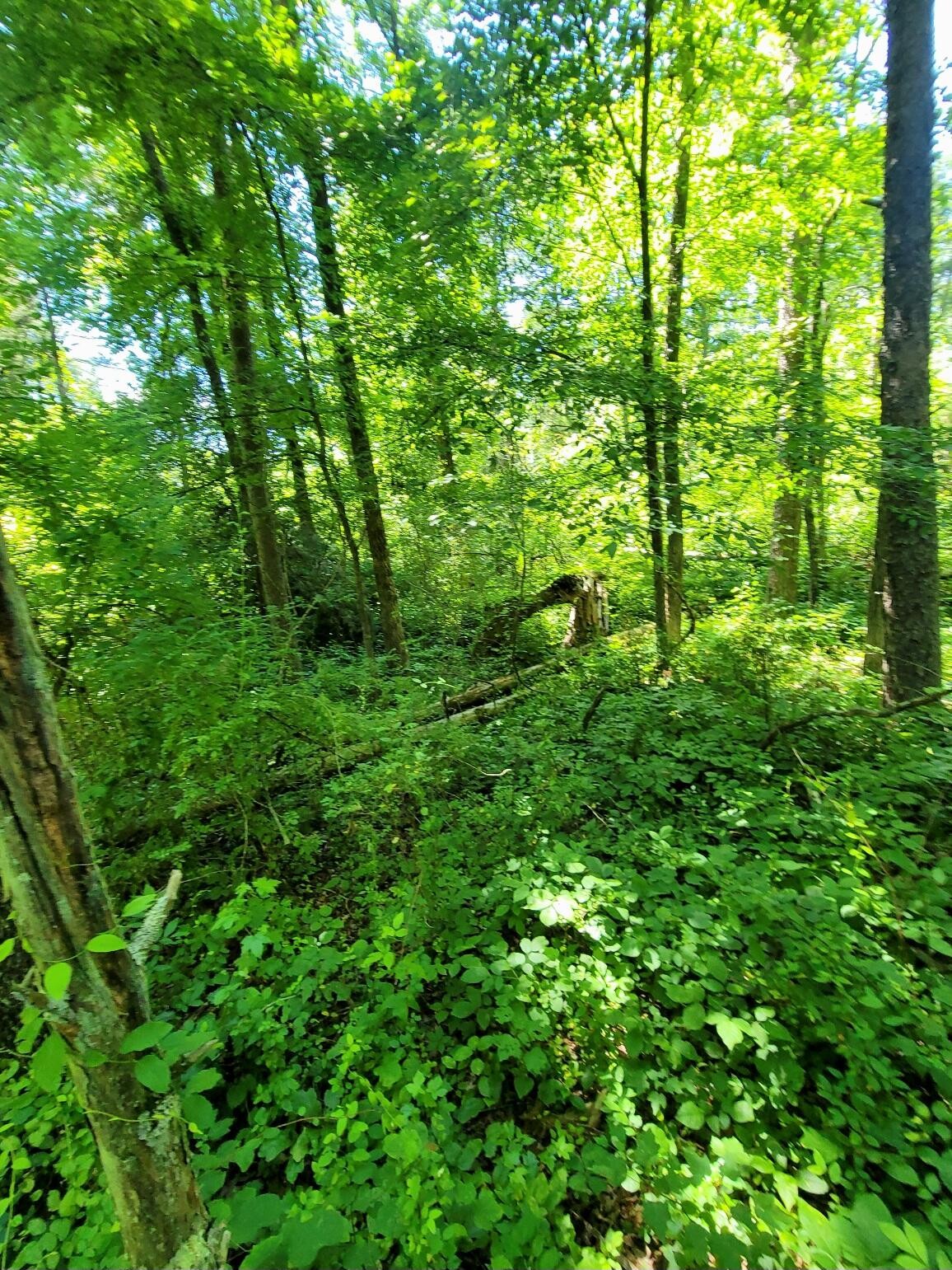 0 Wolf Creek Road Spring City, TN 37381 - Photo 9 of 15