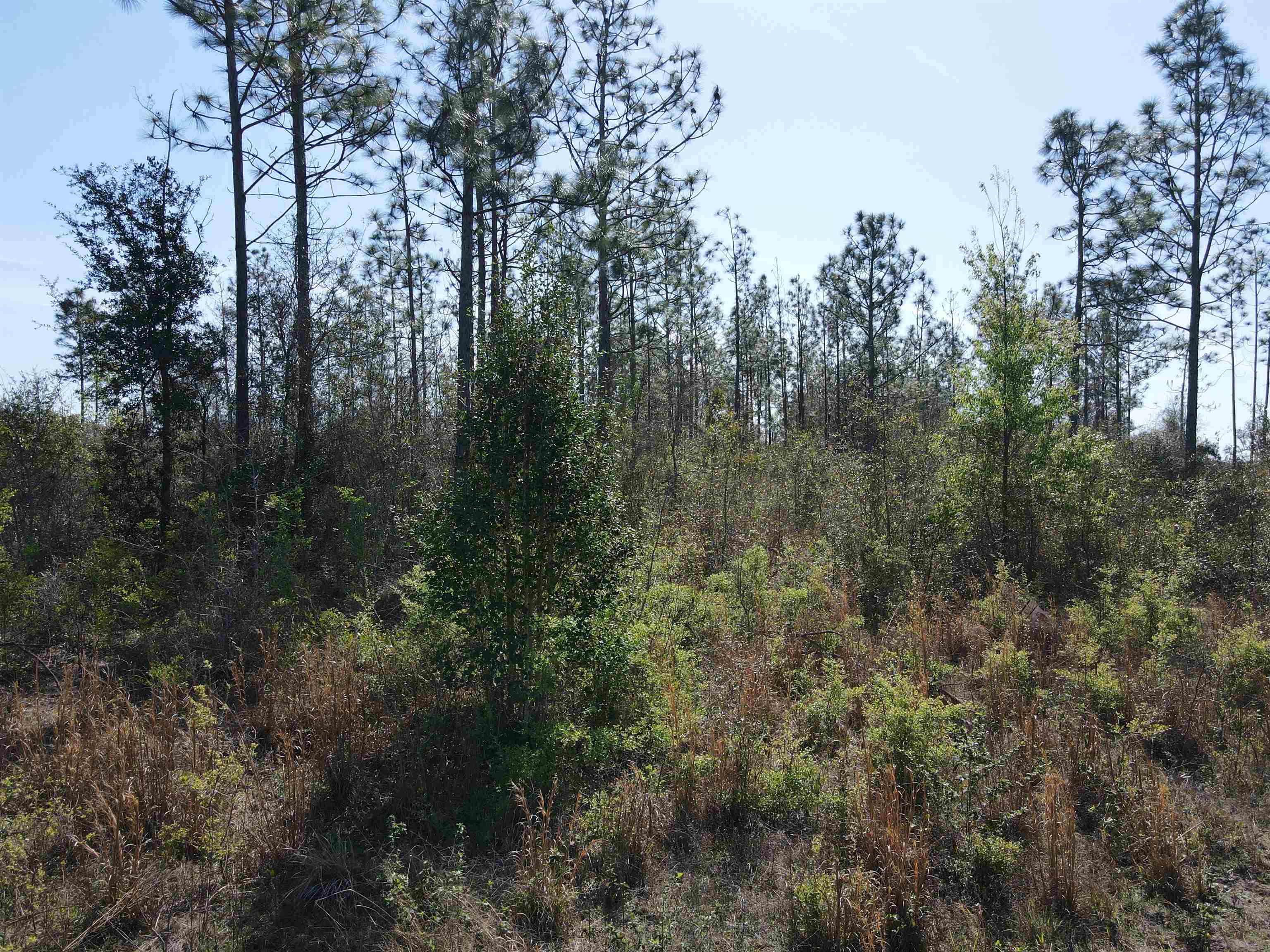 Southeast Colonial Way Lee, FL 32059 - Photo 18 of 20