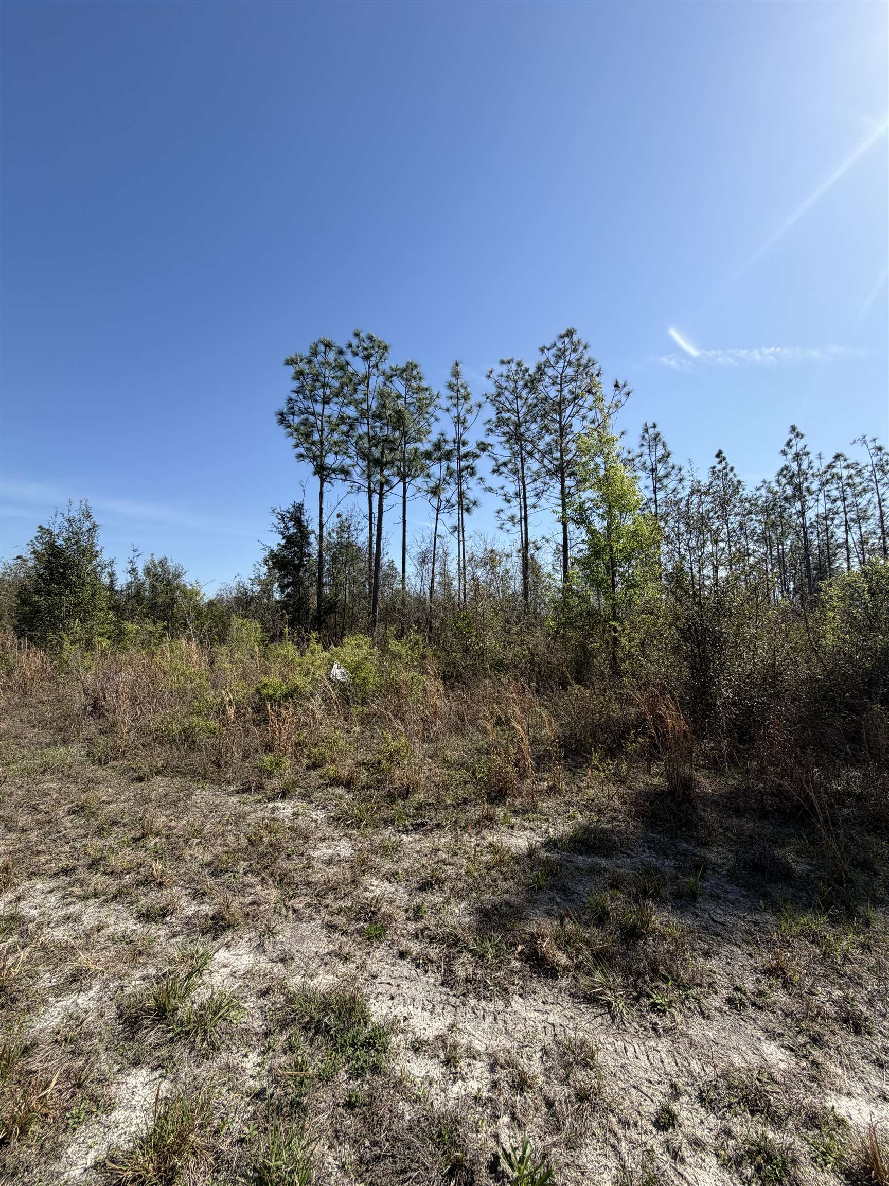 Southeast Colonial Way Lee, FL 32059 - Photo 4 of 20