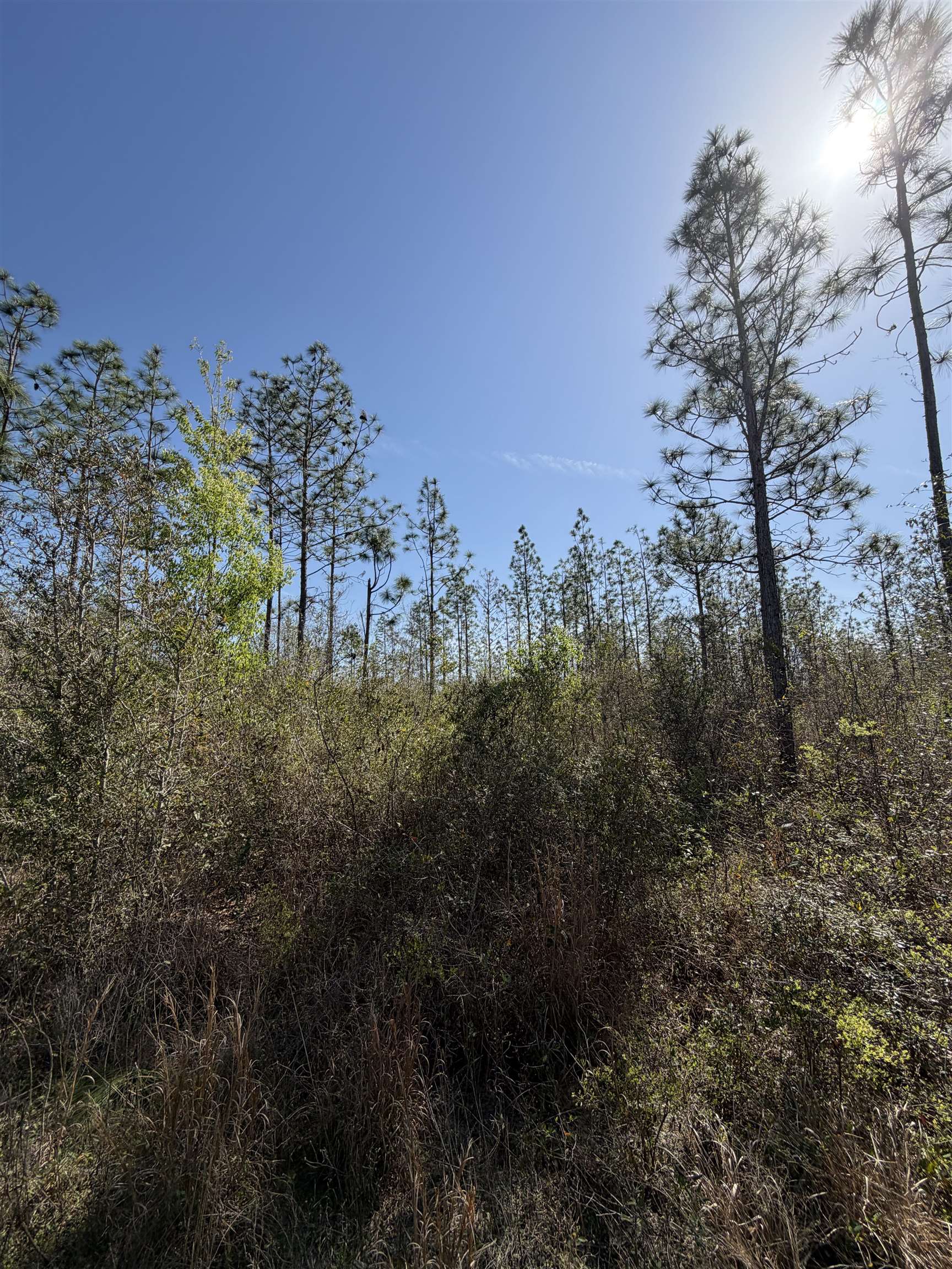 Southeast Colonial Way Lee, FL 32059 - Photo 6 of 20