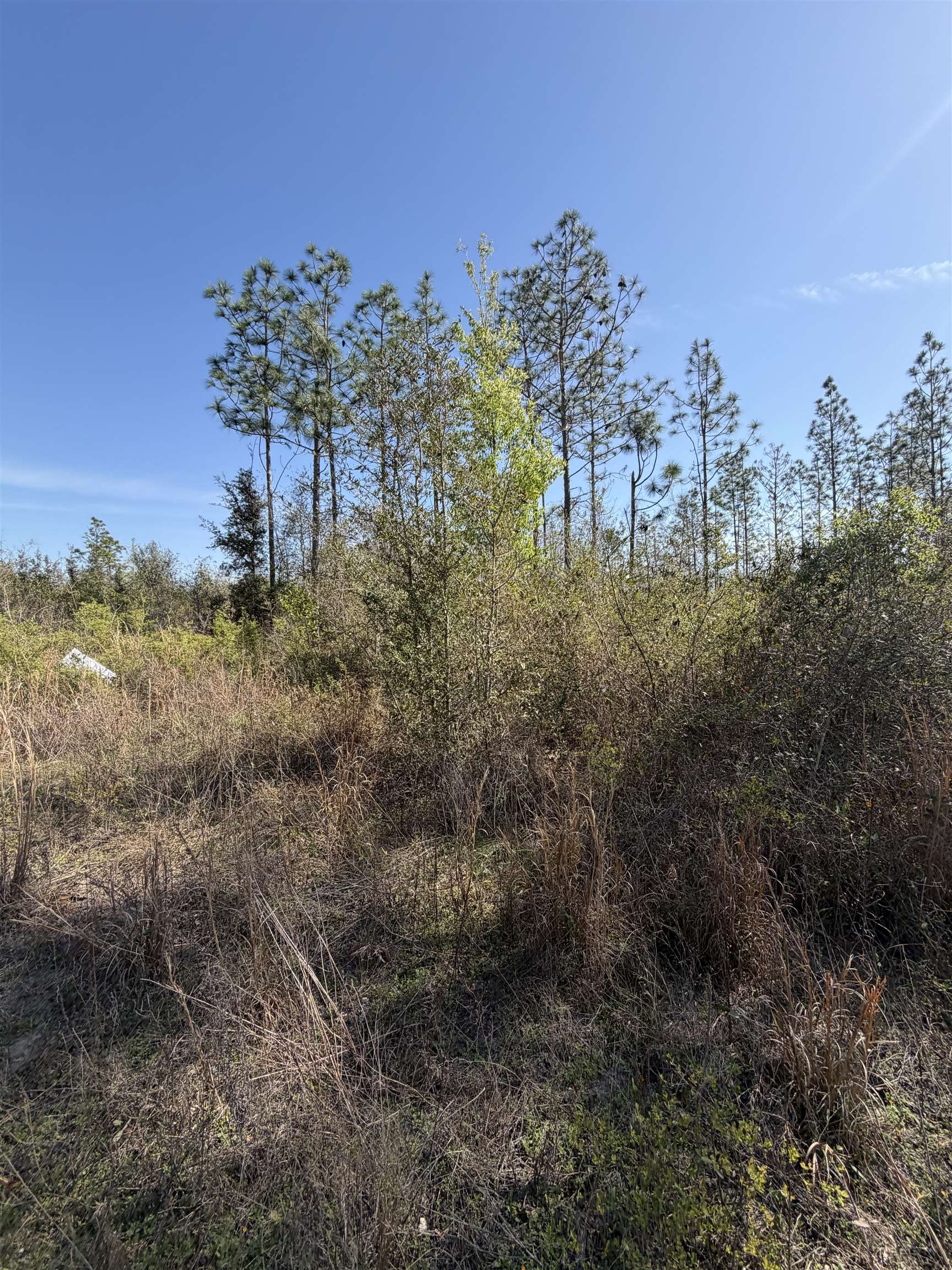 Southeast Colonial Way Lee, FL 32059 - Photo 7 of 20