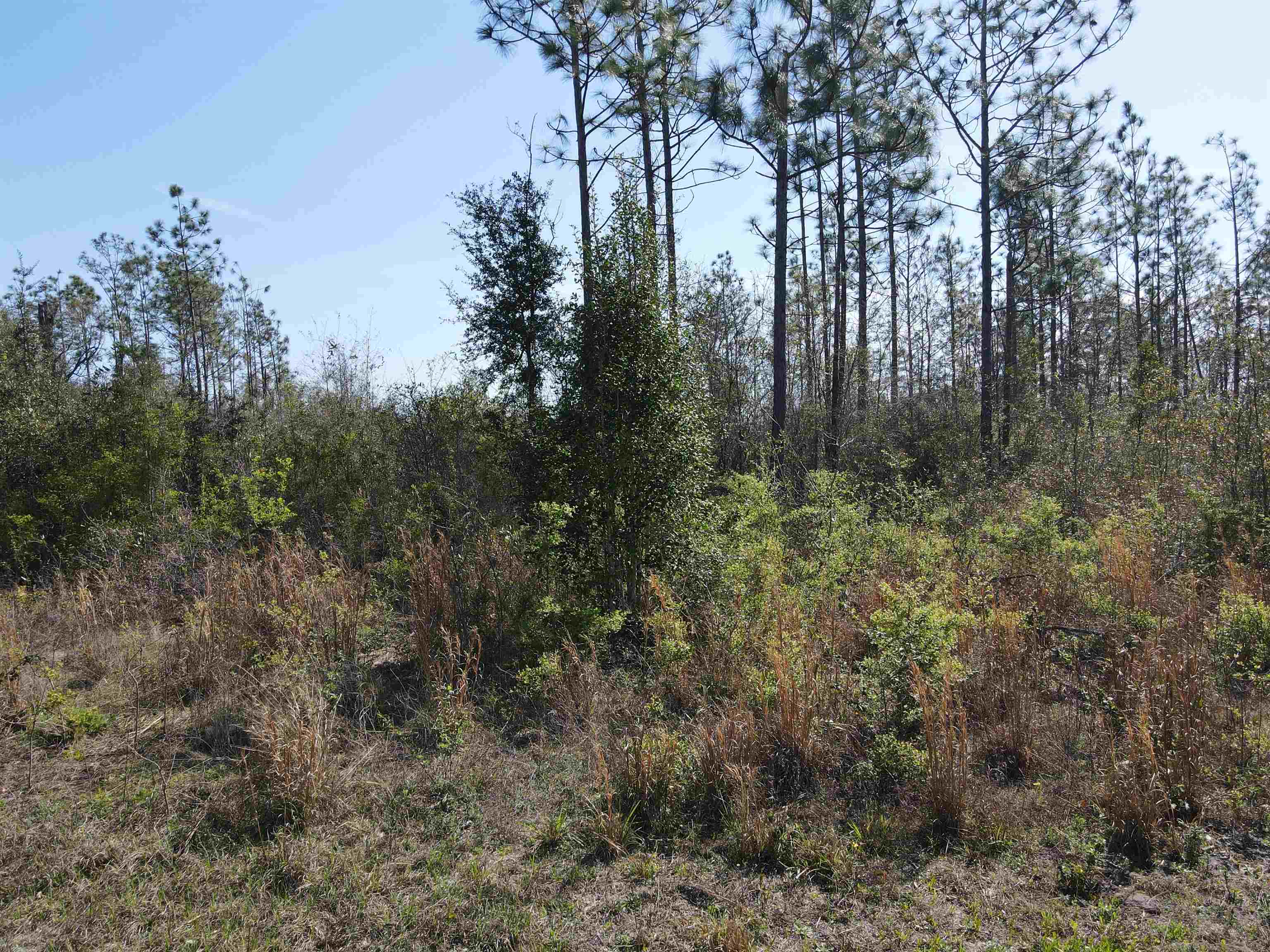 Southeast Colonial Way Lee, FL 32059 - Photo 9 of 20