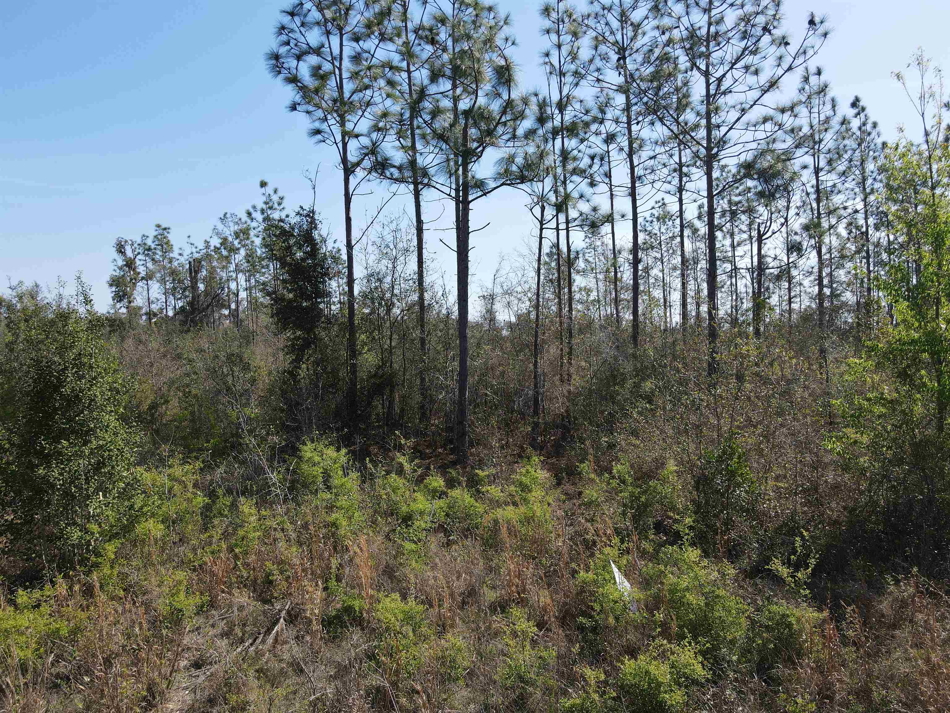 Southeast Colonial Way Lee, FL 32059 - Photo 9 of 20