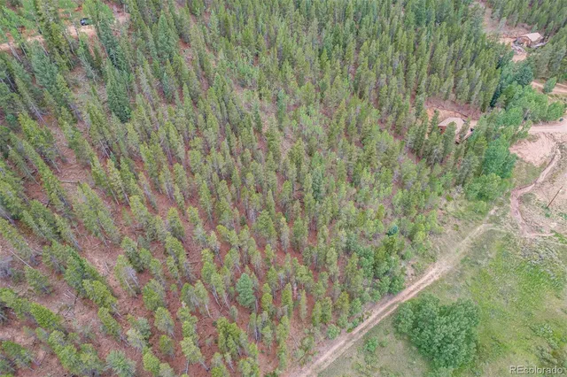 a close up of a plant in a forest