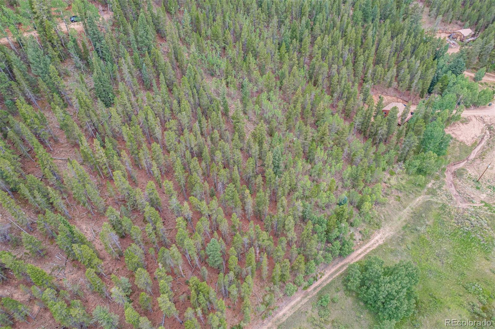 427 Wise Road Bailey, CO 80421 - Photo 12 of 20 a close up of a plant in a forest