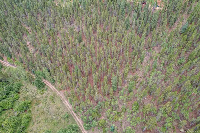 a close up of a plant in a field