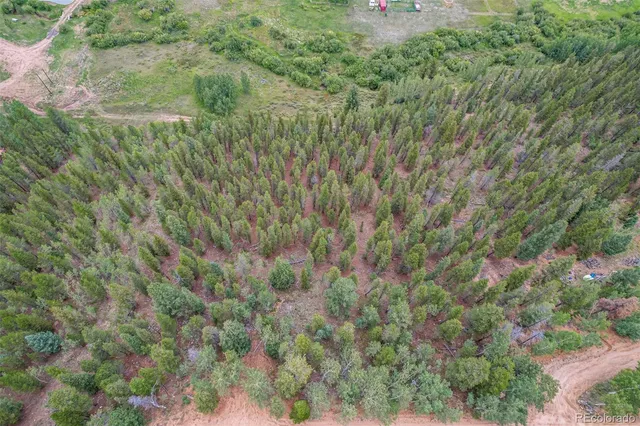 a view of a yard with plants and large trees