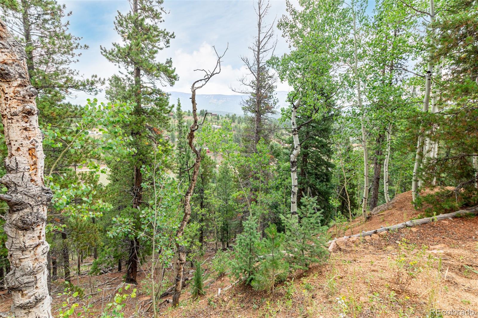 427 Wise Road Bailey, CO 80421 - Photo 3 of 20 a view of a yard with plants and large trees