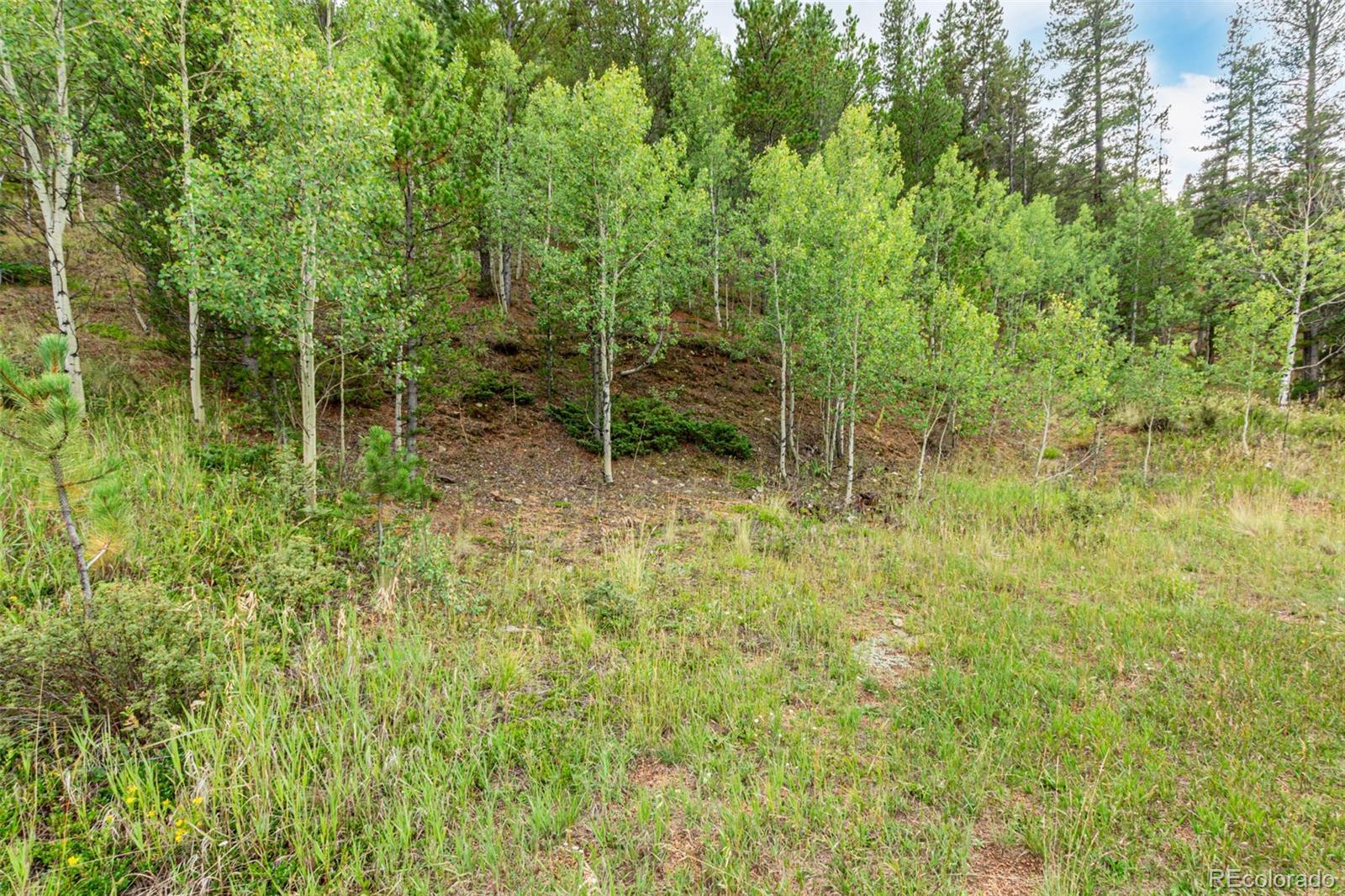427 Wise Road Bailey, CO 80421 - Photo 5 of 20 a backyard of a house with lots of green space and trees