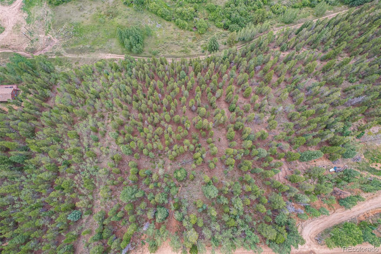 427 Wise Road Bailey, CO 80421 - Photo 9 of 20 a view of a yard