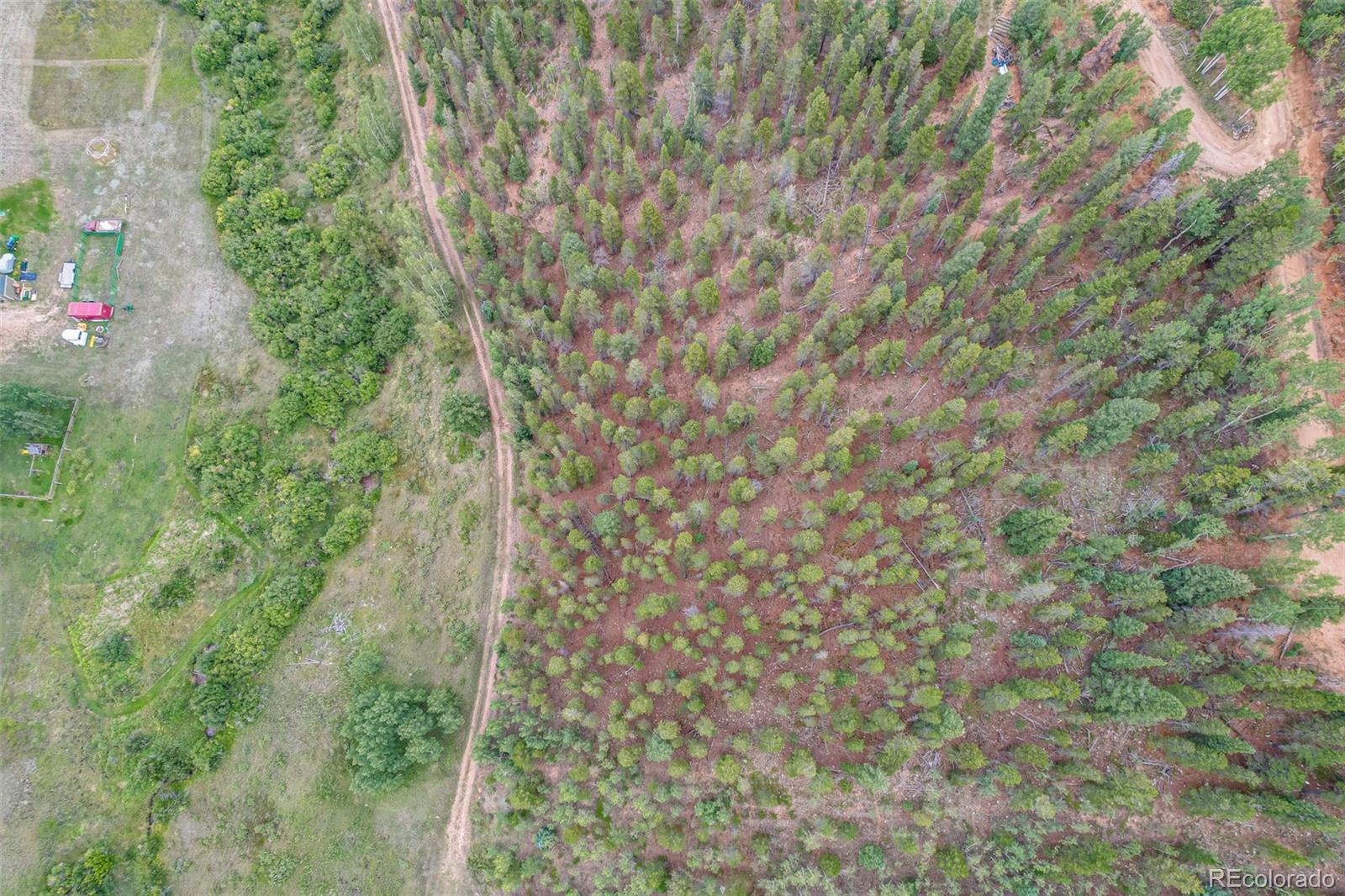 427 Wise Road Bailey, CO 80421 - Photo 10 of 20 a view of a yard with a tree