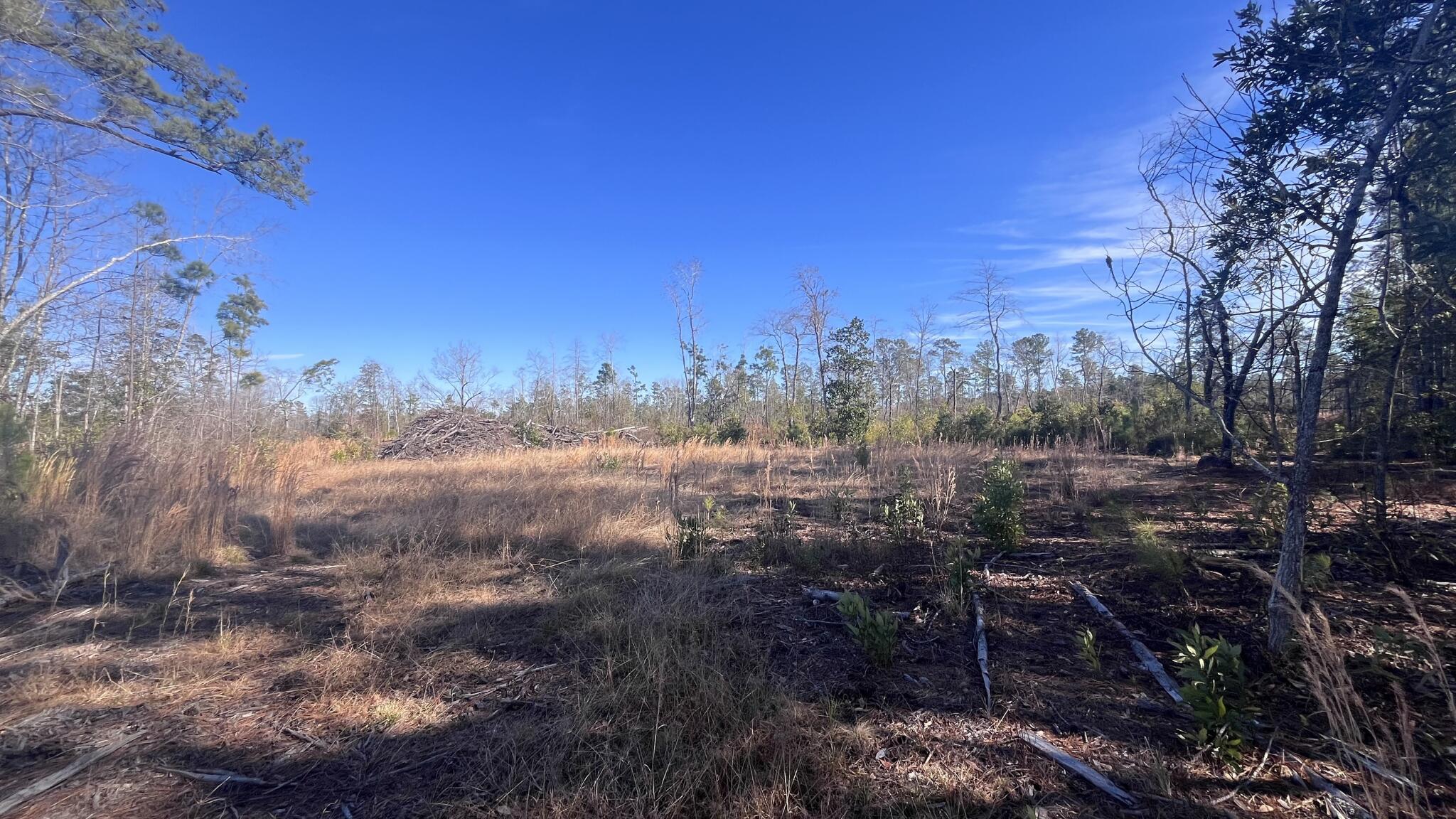 0 Epps Road Manning, SC 29102 - Photo 19 of 20 Gallery Image 19