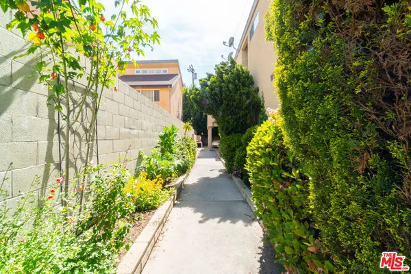 a view of a pathway with plants and large trees