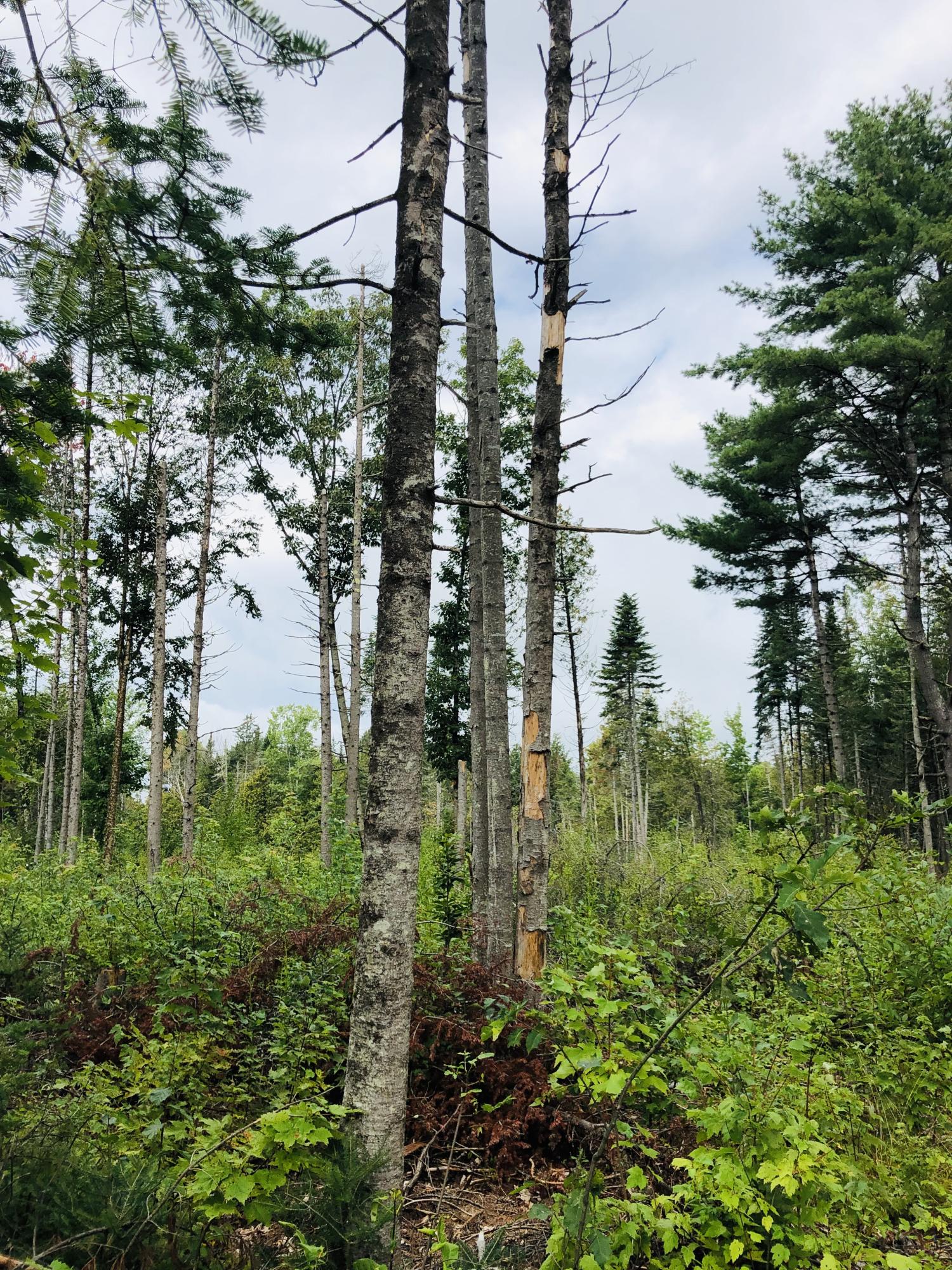 208 Unity Road Albion, ME 04910 - Photo 20 of 71 C49662D6-09CA-4A4B-BD6A-1E790BD6A4DC
