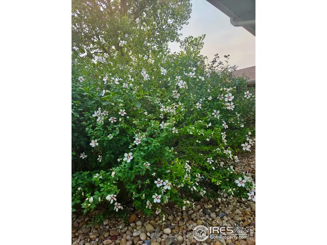 a close up of a plant in a garden
