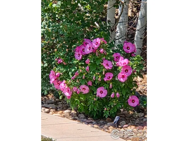 a close up of a tree