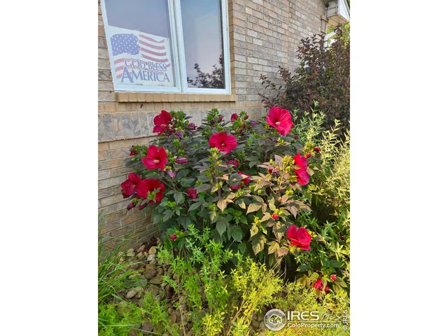 a close up of a flower