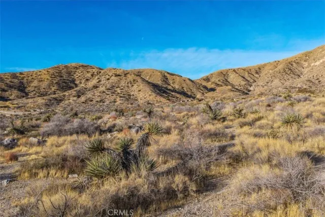 a view of a dry yard