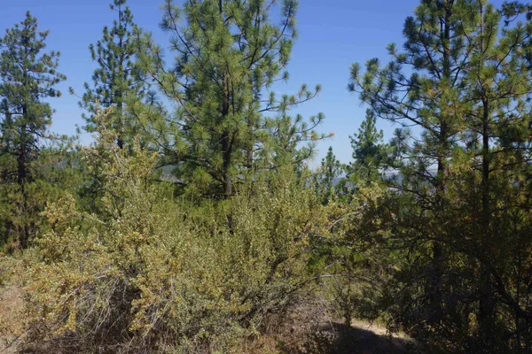 $170,000 | Lot 24 Timber Bay Drive East, Unit LOT 24 A & B TIMBER BAY RD, Davenport, WA 99122