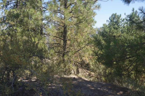 $170,000 | Lot 24 Timber Bay Drive East, Unit LOT 24 A & B TIMBER BAY RD, Davenport, WA 99122