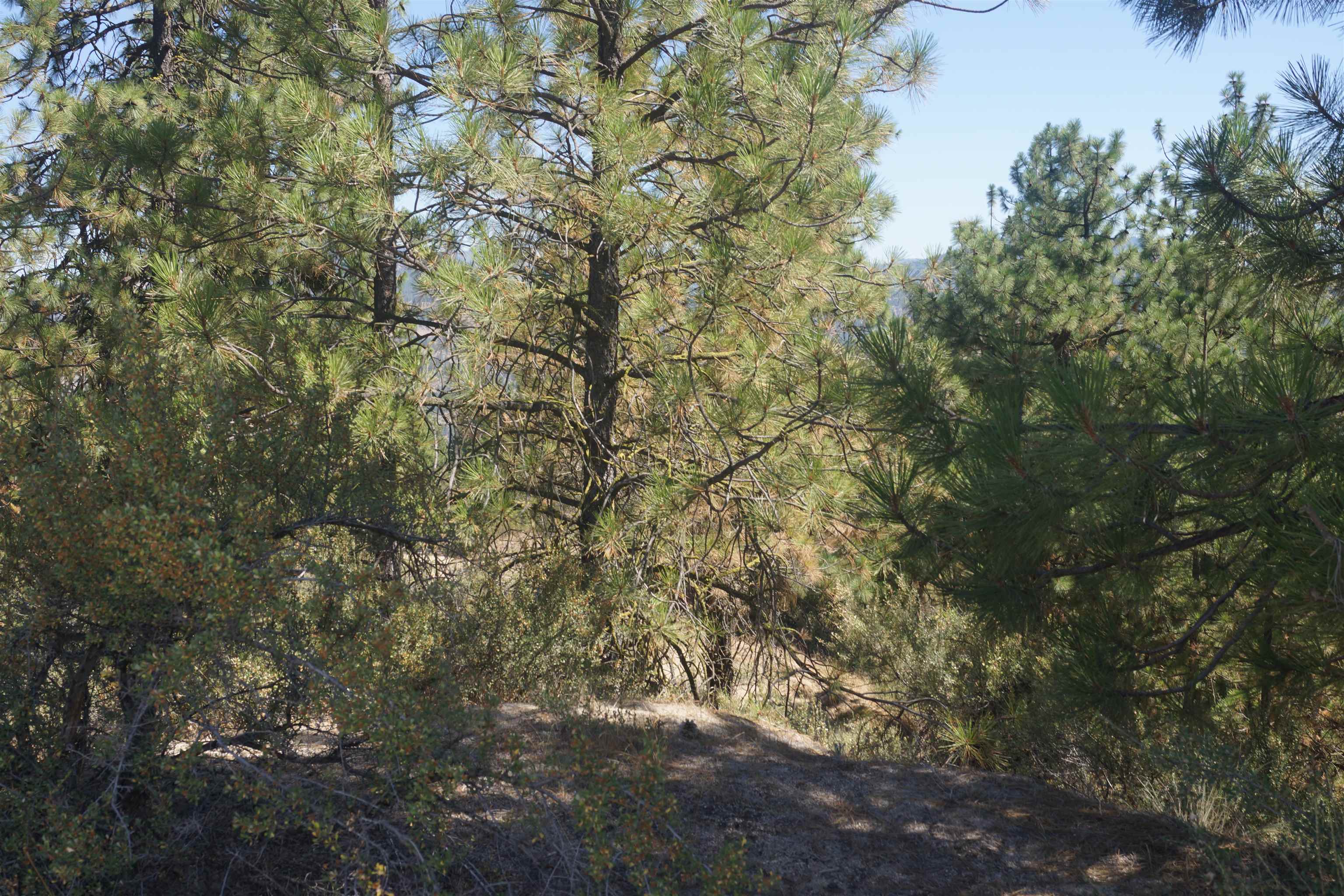 Lot 24 Timber Bay Drive East, Unit LOT 24 A & B TIMBER BAY RD Davenport, WA 99122 - Photo 14 of 33