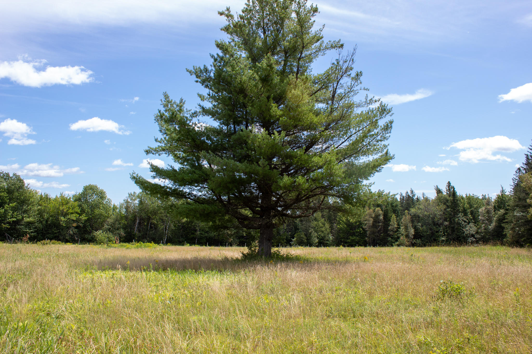 953 Tar Ridge Road Springfield, ME 04487 - Photo 42 of 44 IMG_0273