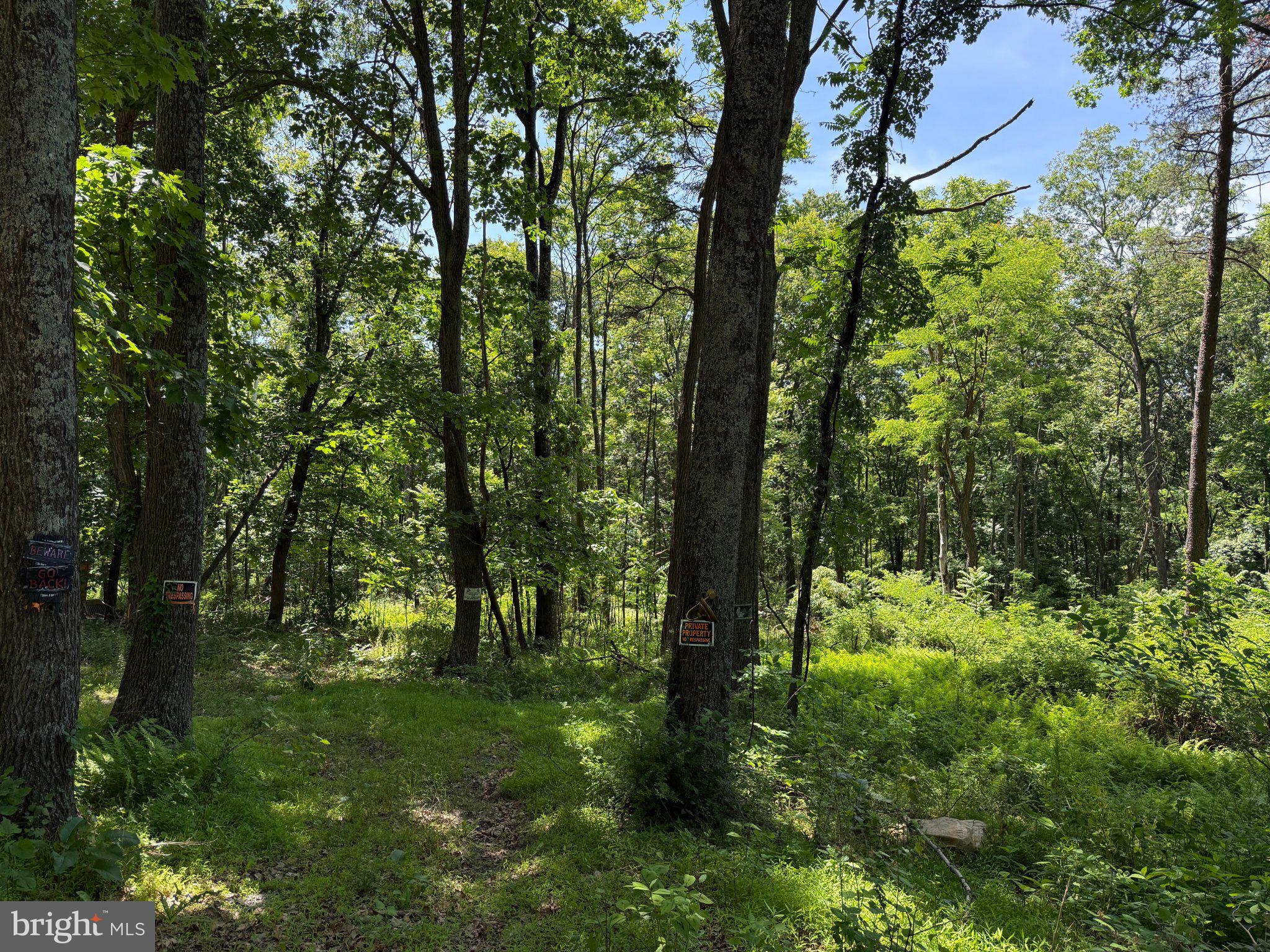79 Cabin Road Augusta, WV 26704 - Photo 1 of 5 Serene woodland path awaits exploration.