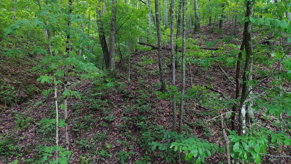 115 Calvender Road Turtletown, TN 37391 - Photo 8 of 23 a view of a forest with trees and flowers