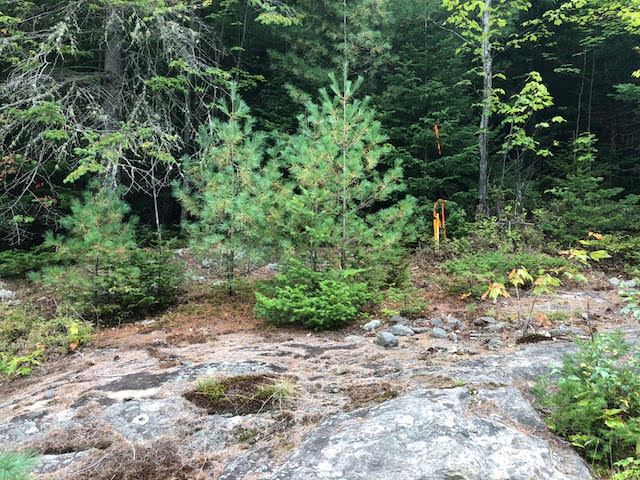 6 Upton Road Errol, NH 03579 - Photo 4 of 5