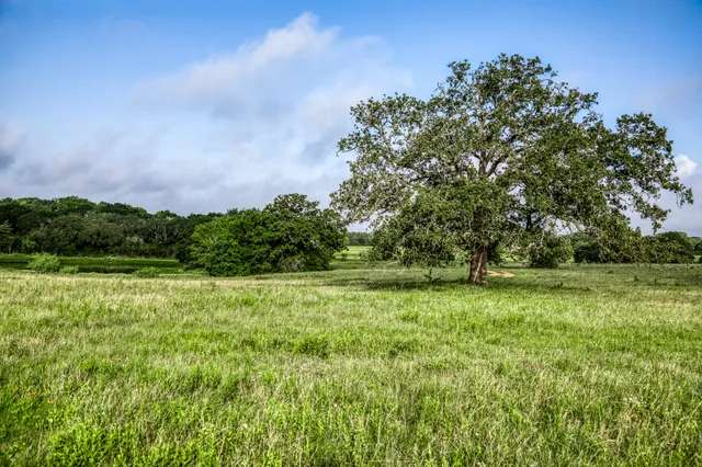 a view of field with tall trees