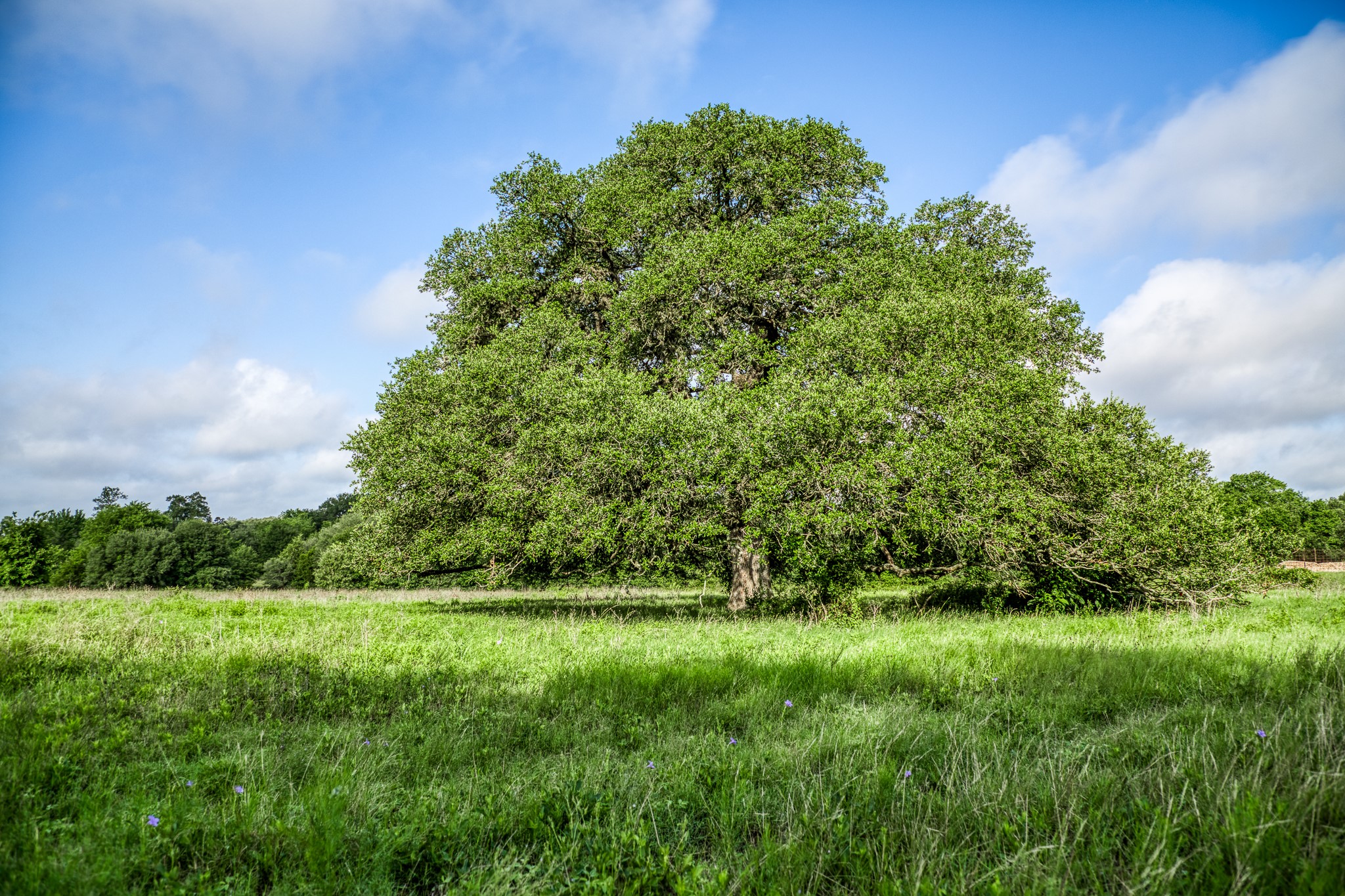4 South Nassau Road Round Top, TX 78954 - Photo 8 of 23 a view of a garden