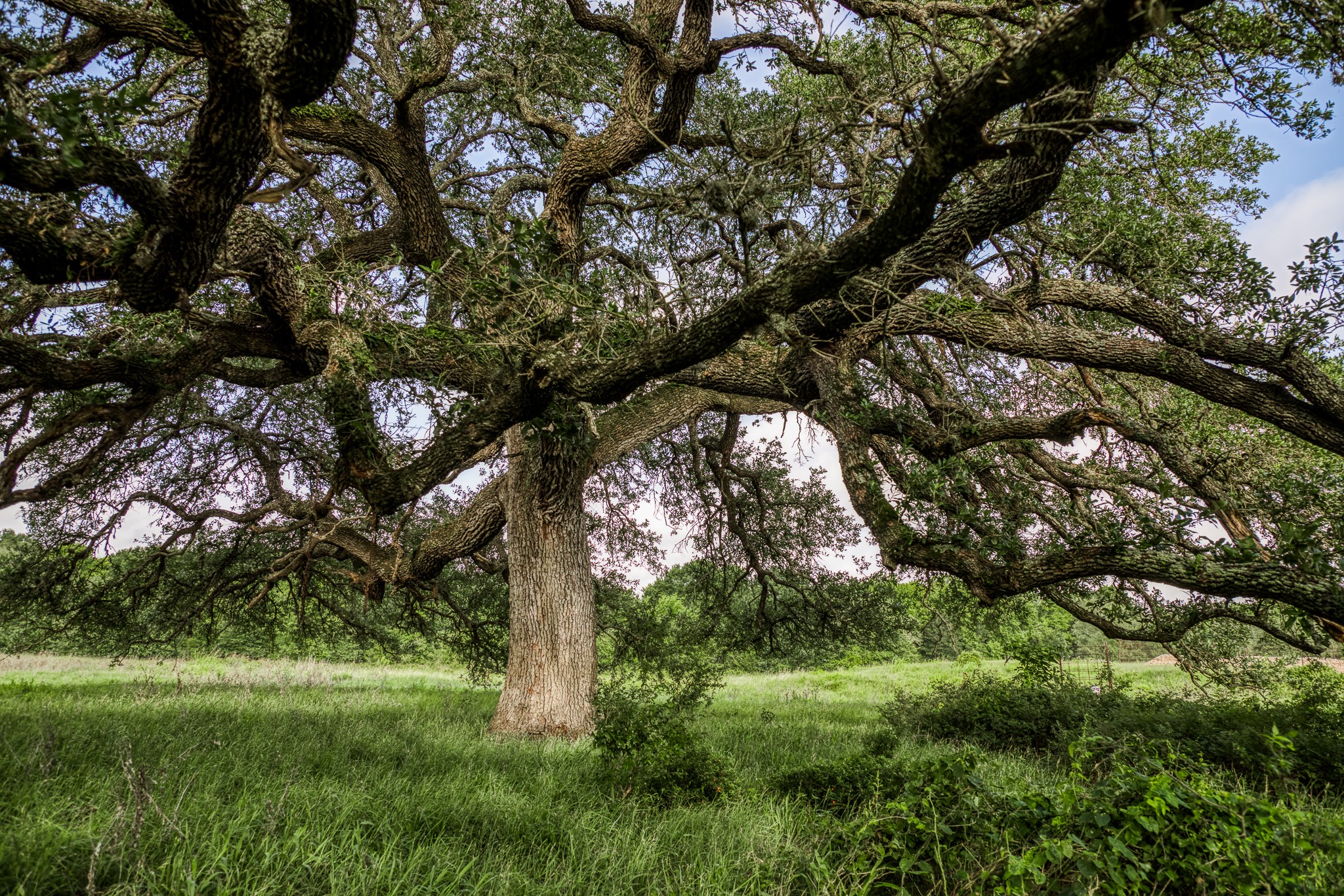 4 South Nassau Road Round Top, TX 78954 - Photo 9 of 23 a view of a lush green space