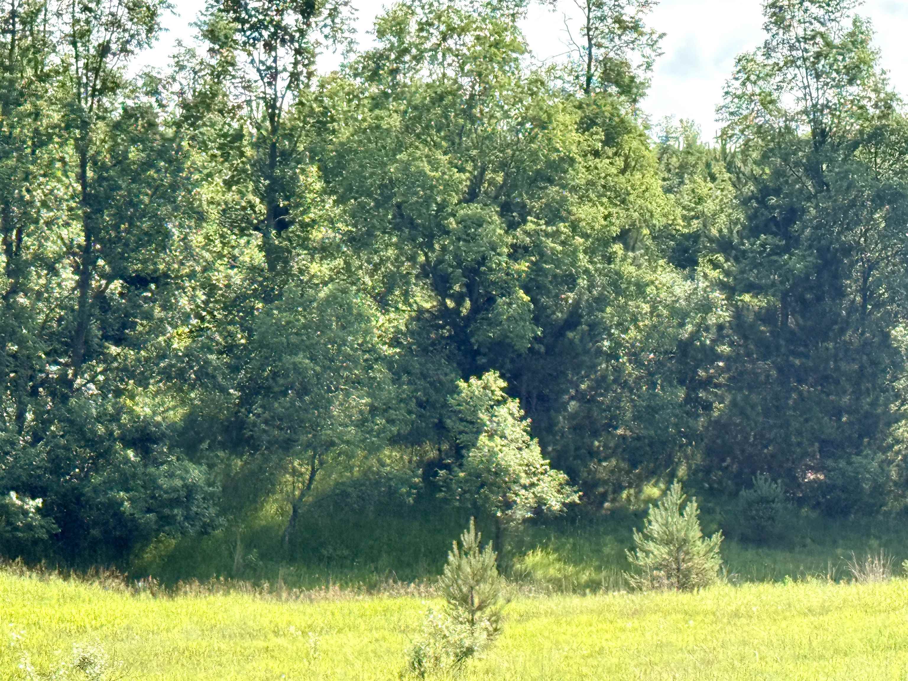 0 North 25 Road Mesick, MI 49668 - Photo 12 of 13