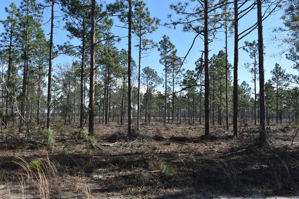 Lot 2-3) Lot 2-3) State Park Road Windsor, SC 29856 - Photo 8 of 10